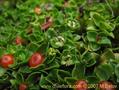coral bead plant